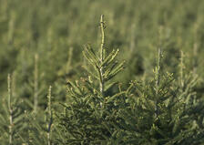Wisconsin-tree-farm