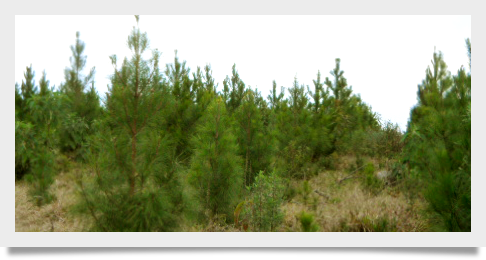 New International Investment Opportunities in Brazil's Forest Sector