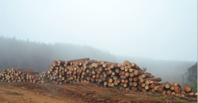 Brazil’s Political Realities & the Environment for Forest Investments