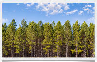 Pine_Forest