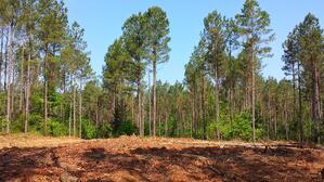 ForestryTour_2014_0513_009.jpg