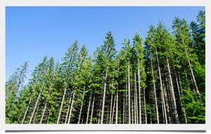 Southern_White_Pine_02