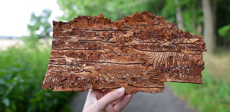 Bark-Beetle-Infested-Vencav-1