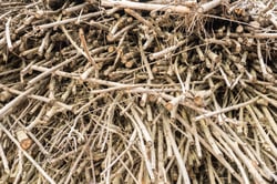 Biomass
