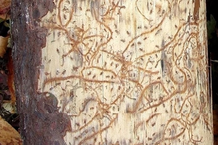 Bugwood_1.jpg