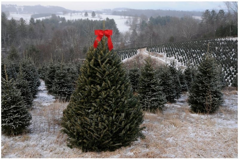 NC_XMAS_Trees.jpg