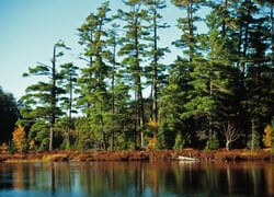 Ottawa National Forest, Sylvania Wilderness, Michigan.jpg