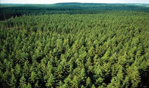 Sweden_Forest
