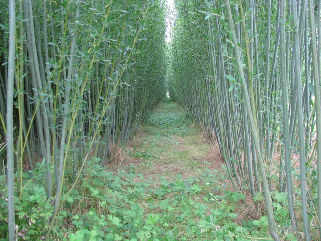Willow_Biomass.jpg