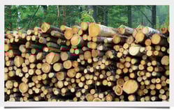 Yellow_Pine_01