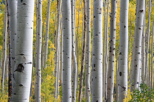 aspen-trees-in-the-fall-1337456.jpg aspen-trees-in-the-fall-1337456.jpg
