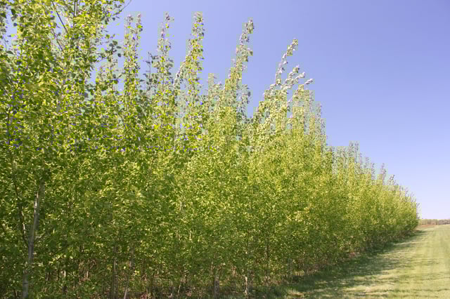 hybrid_poplar.jpg