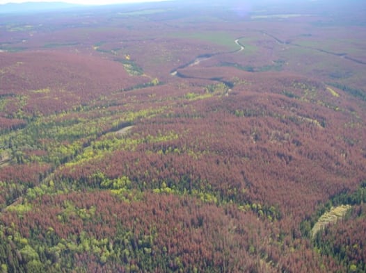 timber_damaged_mountain_pine_beetle.jpg