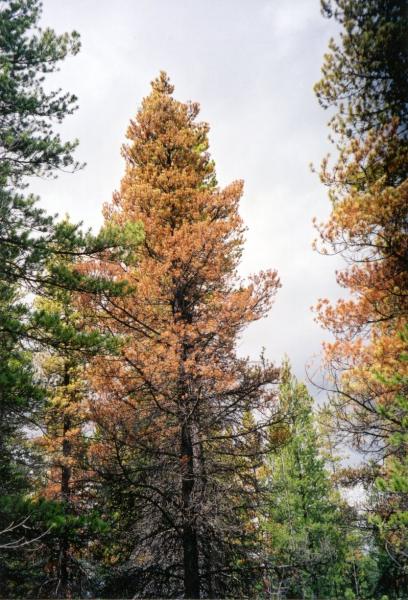 timber_damaged_mountain_pine_beetle_2.jpg