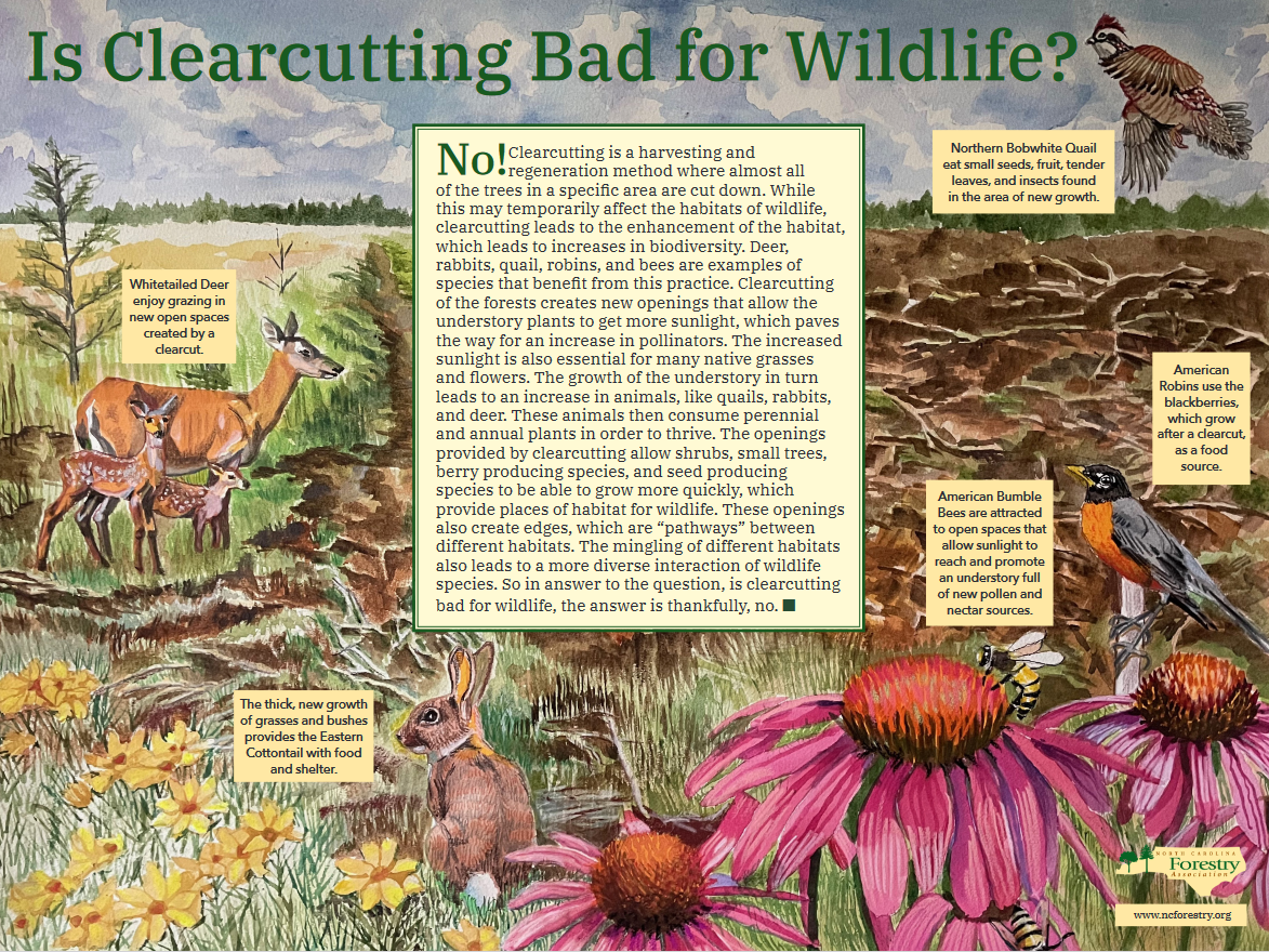 clearcut