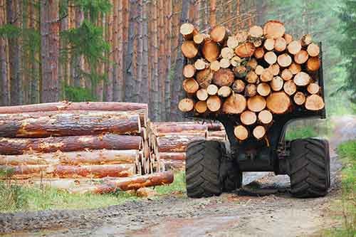 Forestry cut down trees and a truck full of logs.