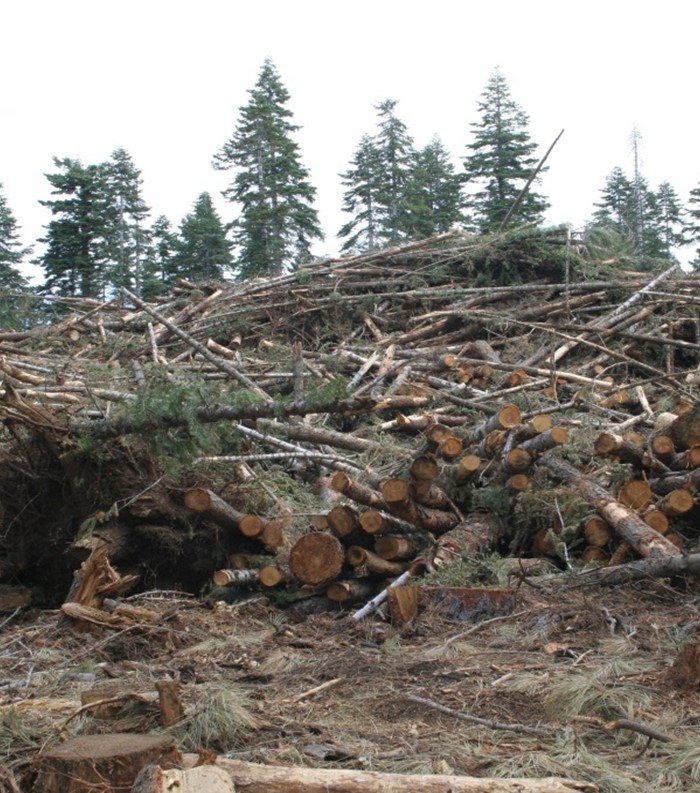 A large pile of downed timber and wood byproducts lies on the ground.