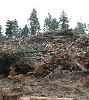 woody biomass and harvest residues on the forest floor.