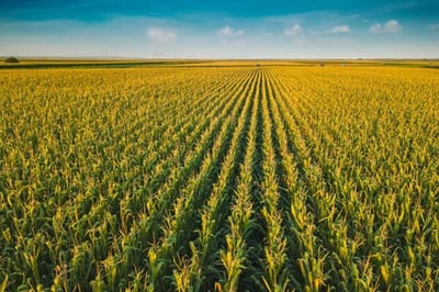A cornfield as an example of a starch feedstock for biofuel.