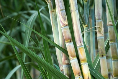 Sugarcane as an example of a sugar feedstock for biofuel.