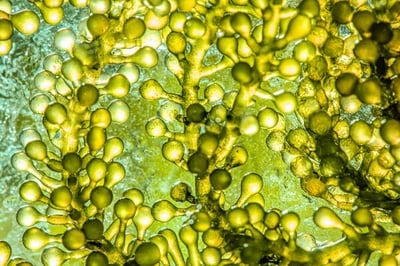 Closeup of micro-algae as an example of an algae feedstock for biofuel.