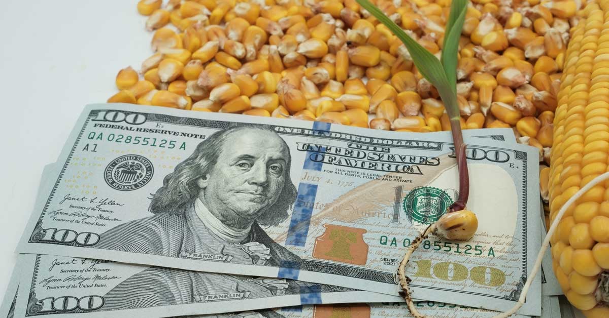 Corn kernels and a cob with US $100 bills laying on top, signaling the biofuels market.