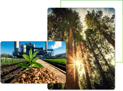 bio-image-forest-chips-714kb