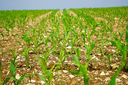Rows of corn just starting to sprout out of the ground in a field.