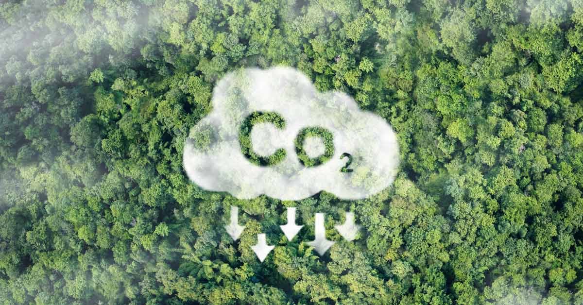 Aerial shot of forest with a cloud and 