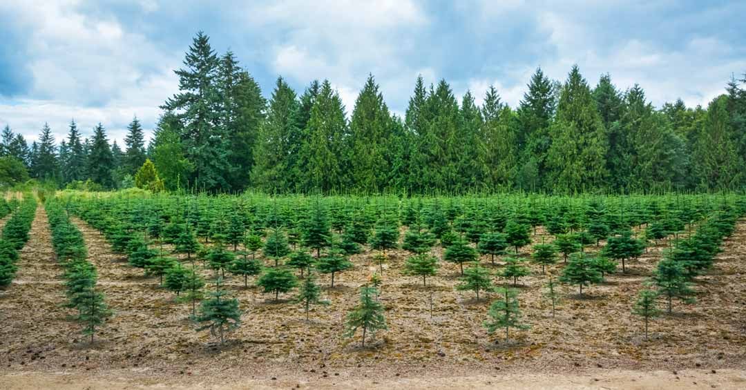 Saplings replanted in a former deforestation area to restore the forest.