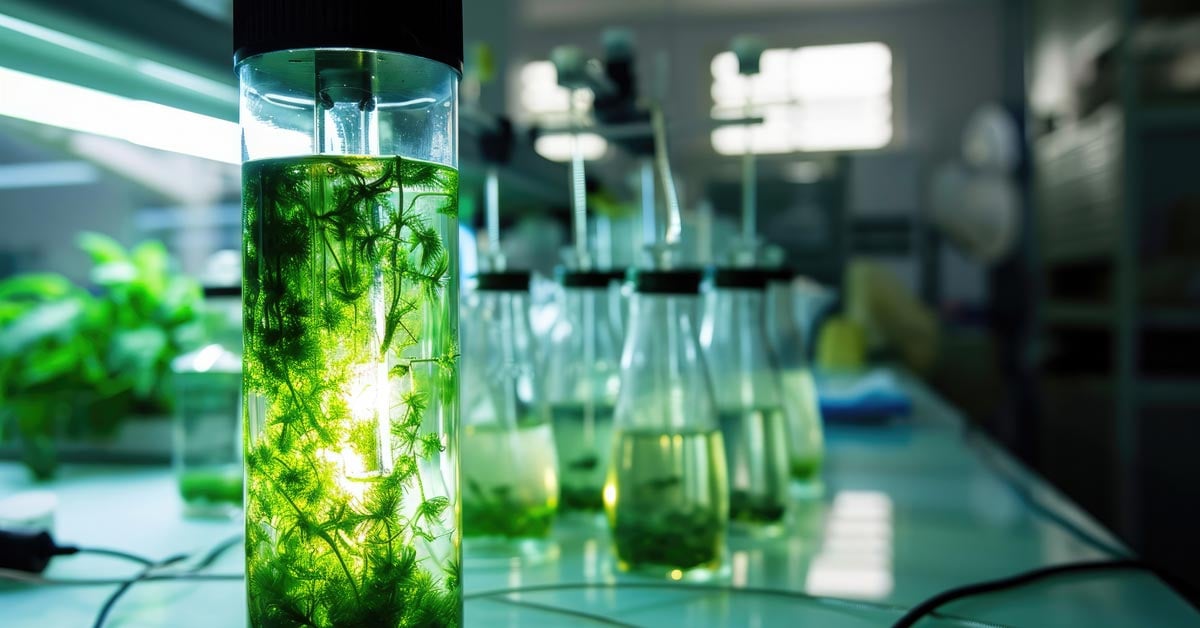 Glass bottle with green algae inside, denoting biofuel.