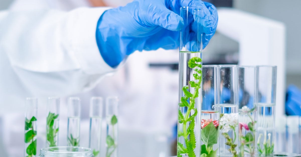 Research lab with plants in the glass beakers denoting sustainability.