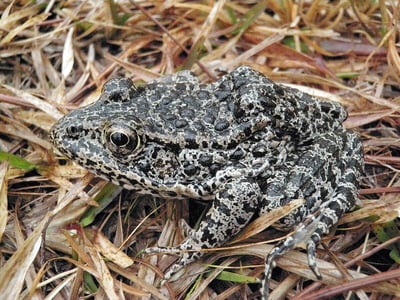 dusky-gopher-frog