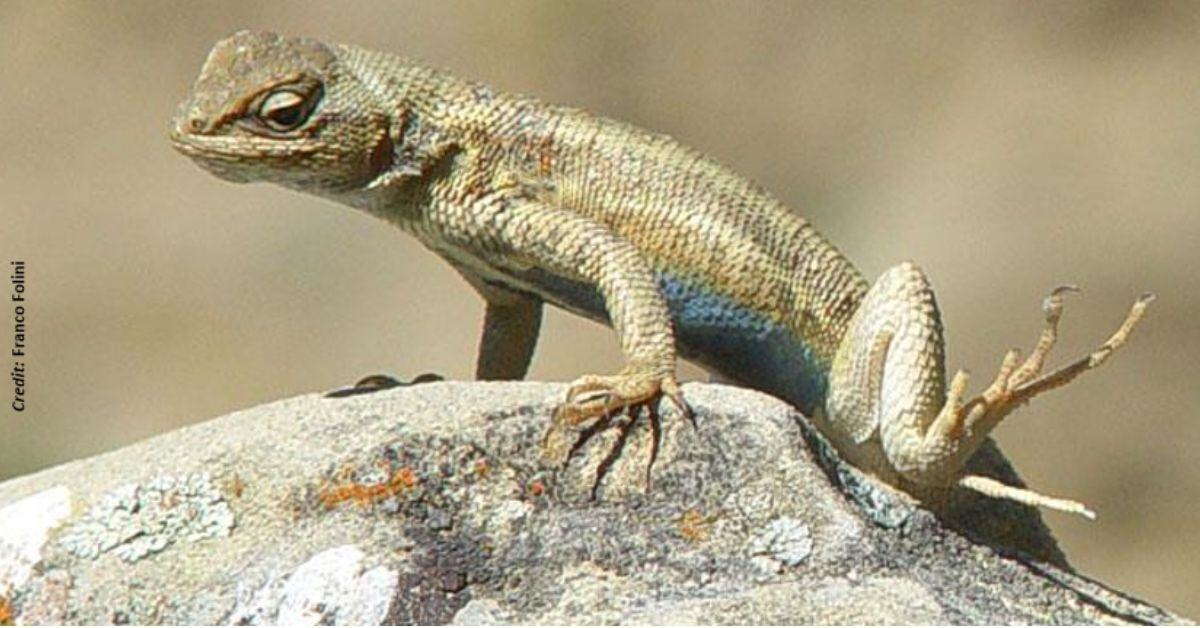 sagebrush-lizard