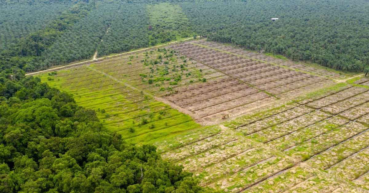 Deforestation of a rainforest for a palm oil farm, which the EUDR will now help to reduce.