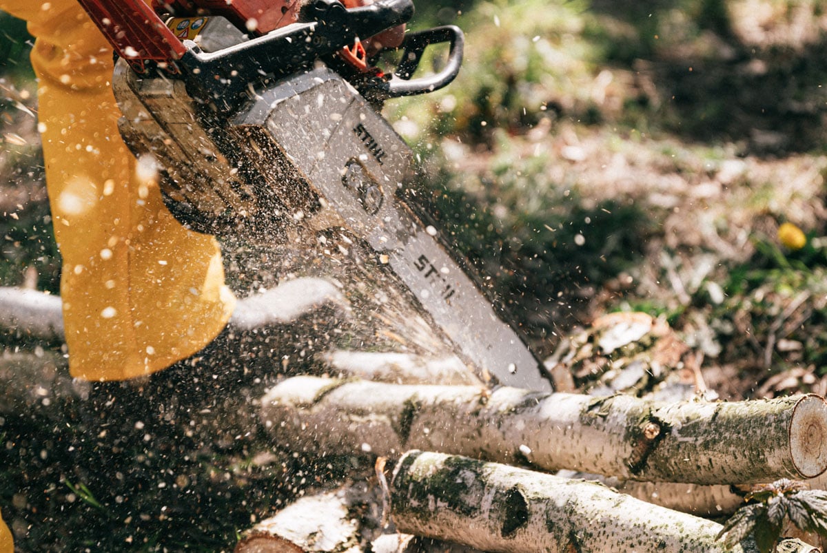 A chainsaw cutting small sawlogs for forest thinning.