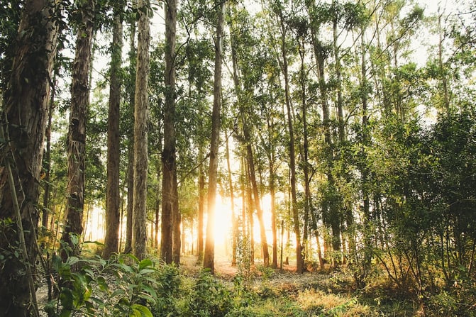 Uma floresta intocada e intocada com o sol brilhando por entre as árvores.
