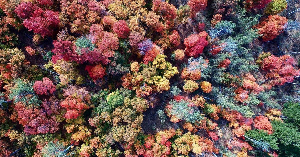 Aerial view of a colorful, vibrant, diverse forest.