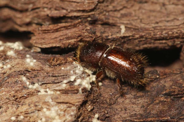 An invasive bark beetle on crawling on a tree.