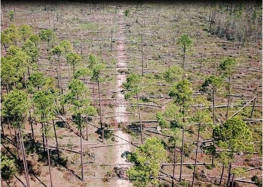 Louisiana timberlands with several downed trees from the high winds of Hurricane Laura.