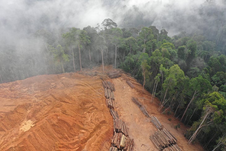 Deforestation of a rainforest with all trees removed up to a line where the forest sits.