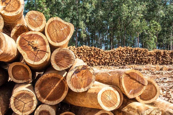 Freshly cut eucalyptus logs await to be cut at a sawmill.