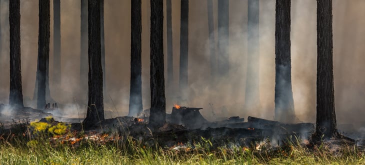 Standing forest with many burnt trees standing after a wildfire has passed through and burnt them.