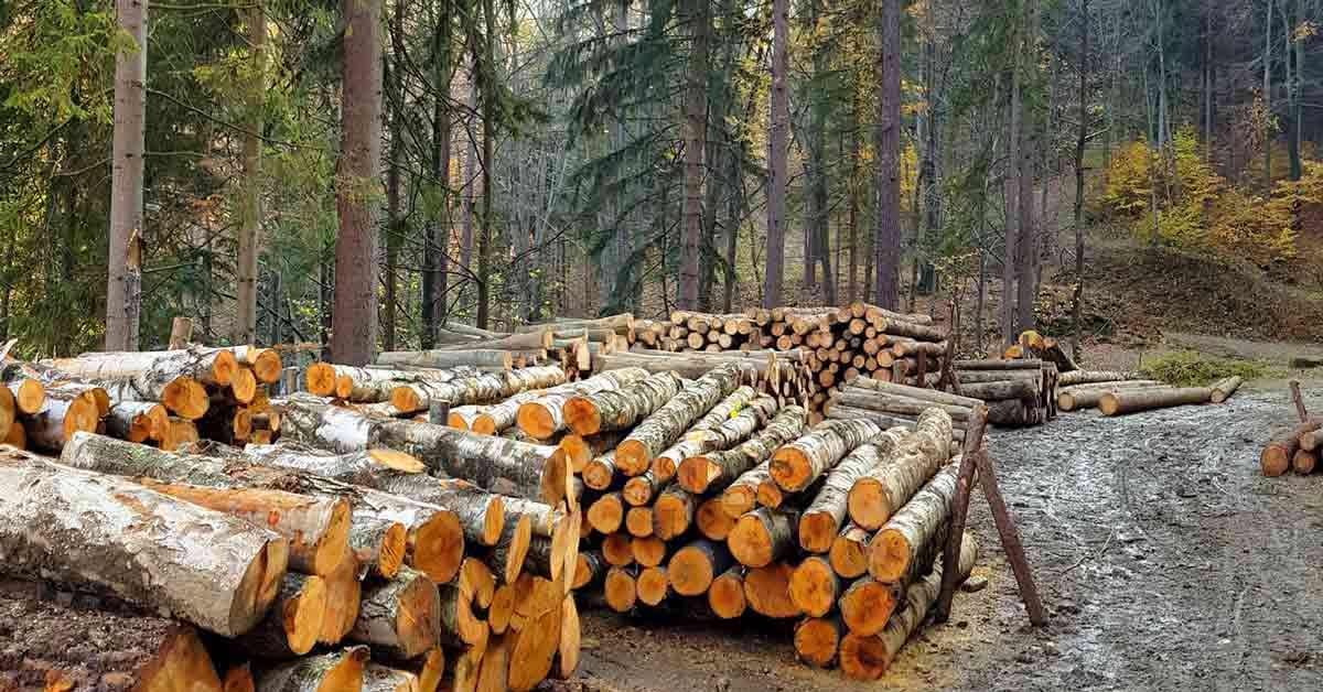 Logs being prepared for shipment.