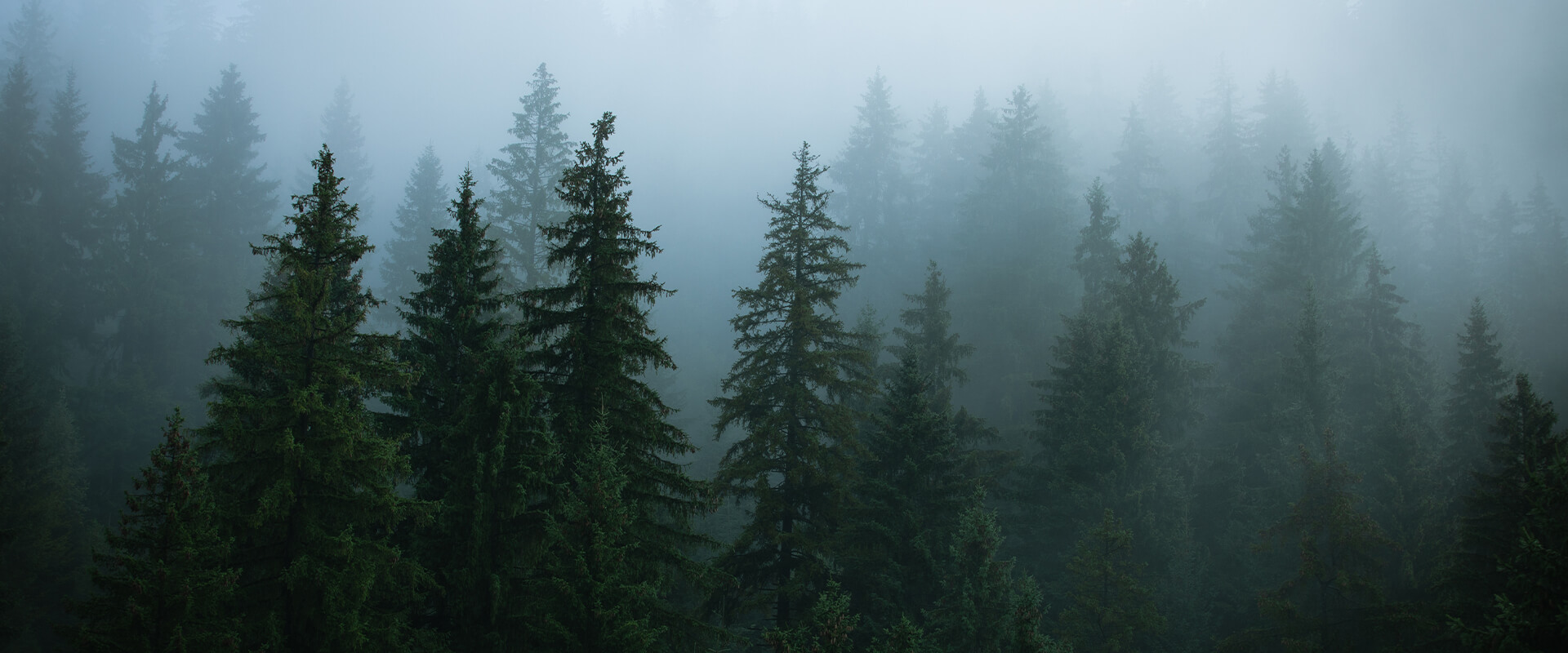 Forest with mist at dusk.