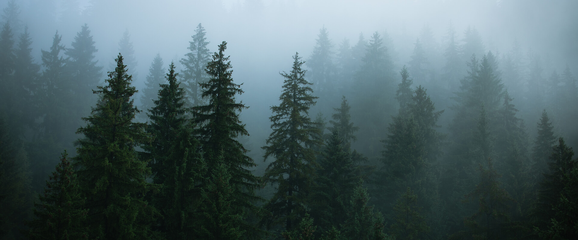 Forest with mist at dusk.