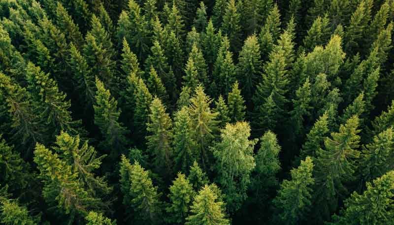 Overhead view of trees.