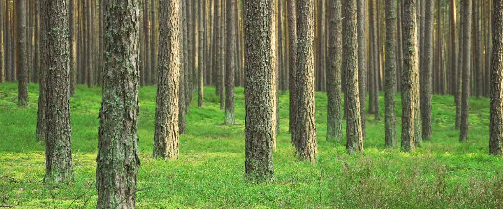 forest-hero-2