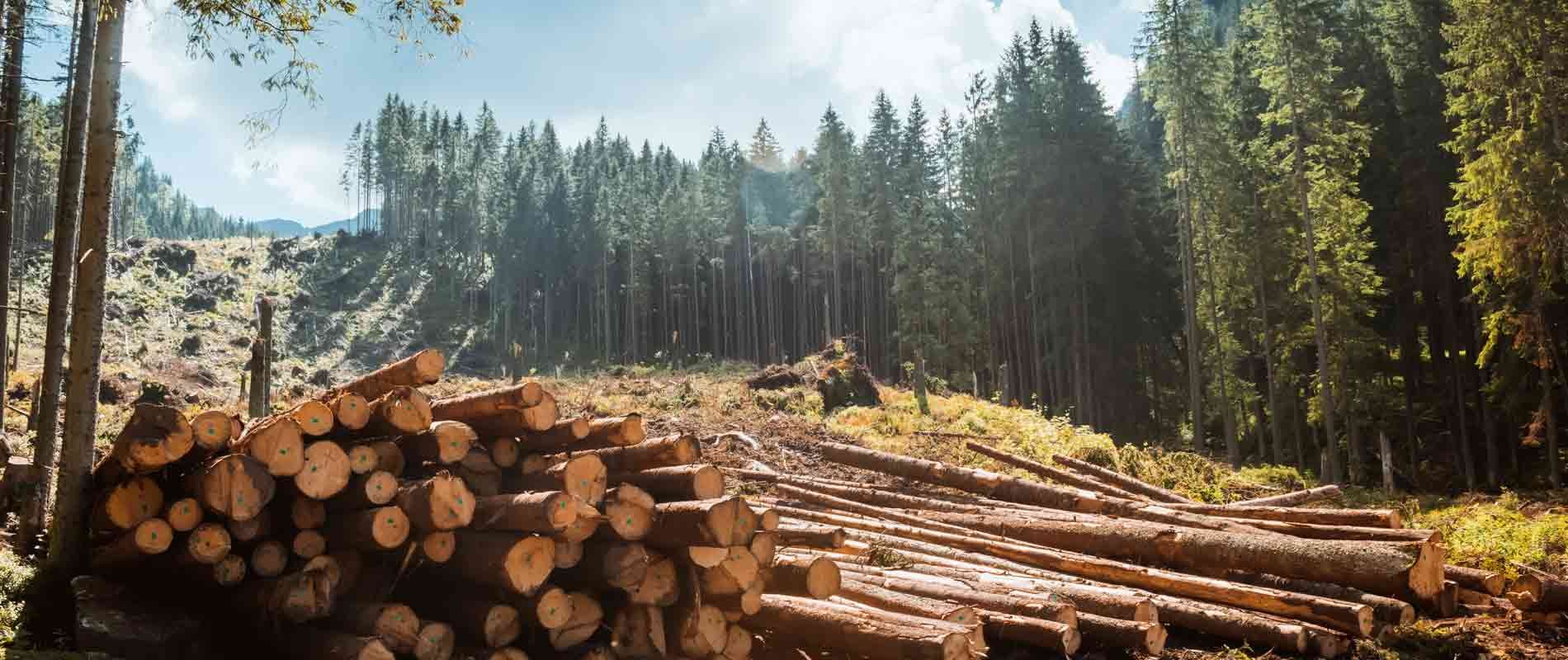 logging-forestry-lumber-commodity-pricing