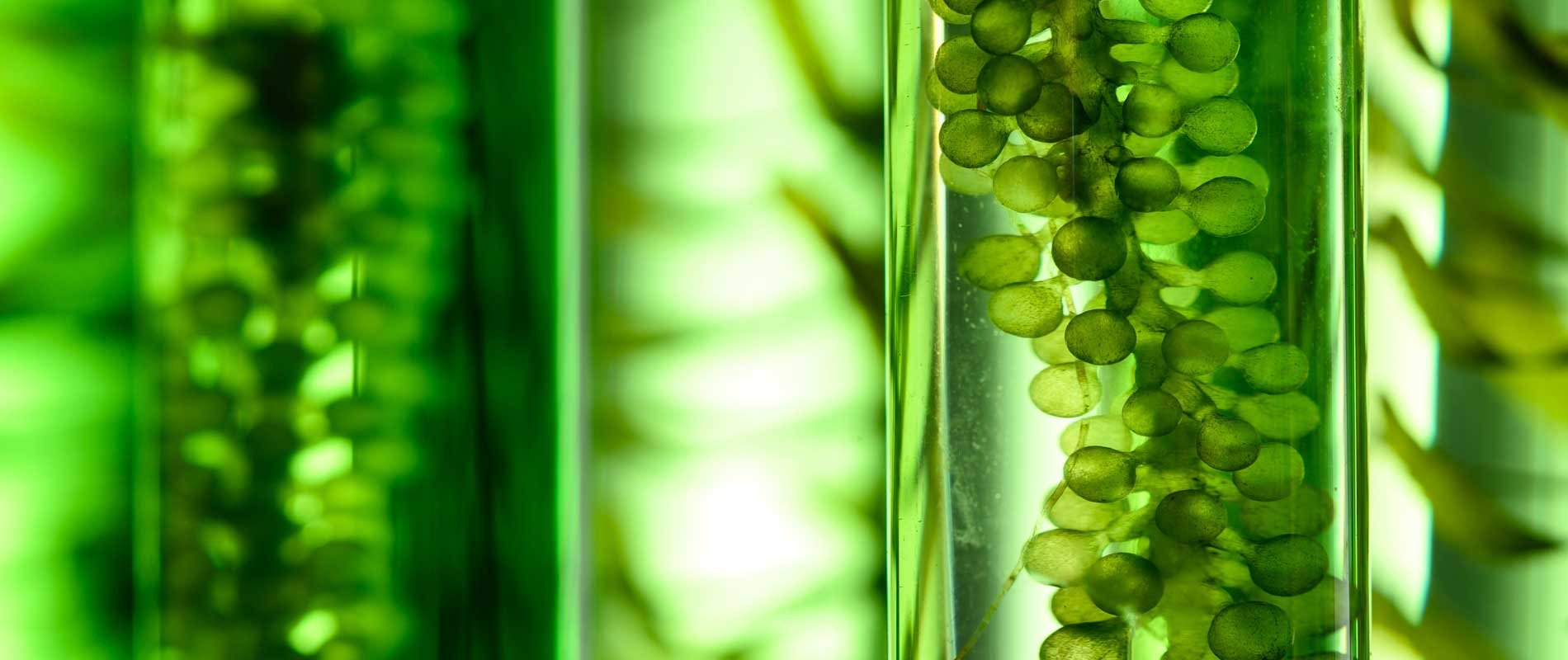 biofuels-and-feedstocks